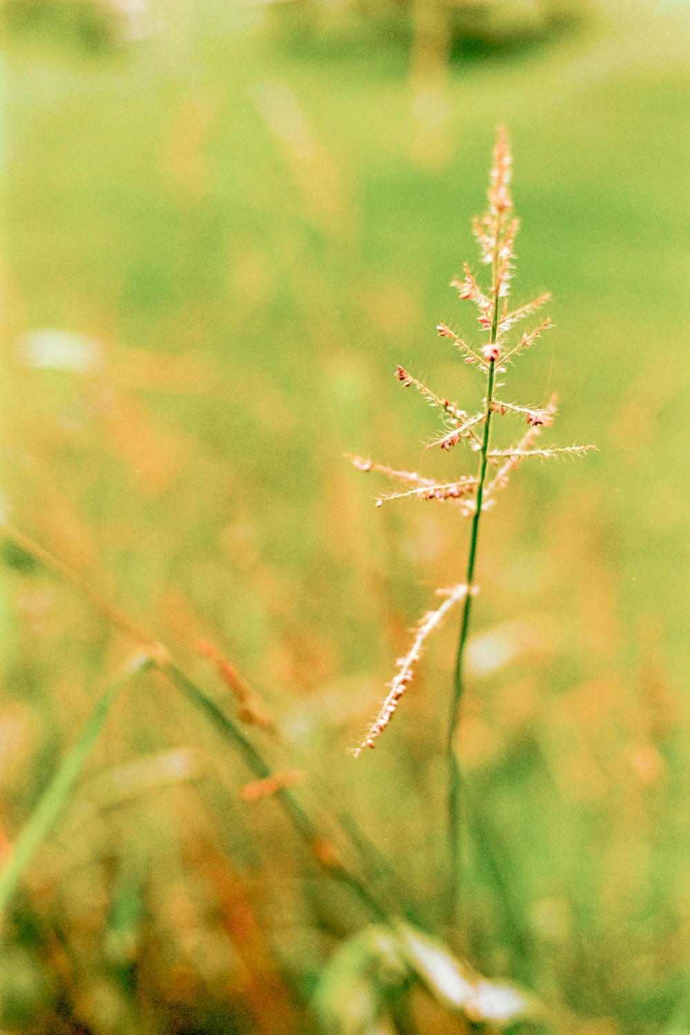 Gras